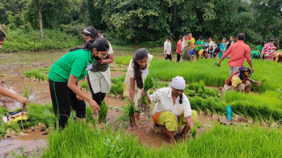 Children working in rice fields